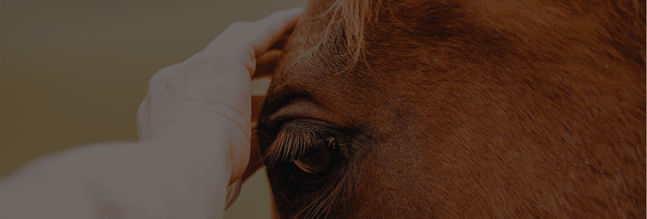 A rescued horse at Red Clay Ranch
