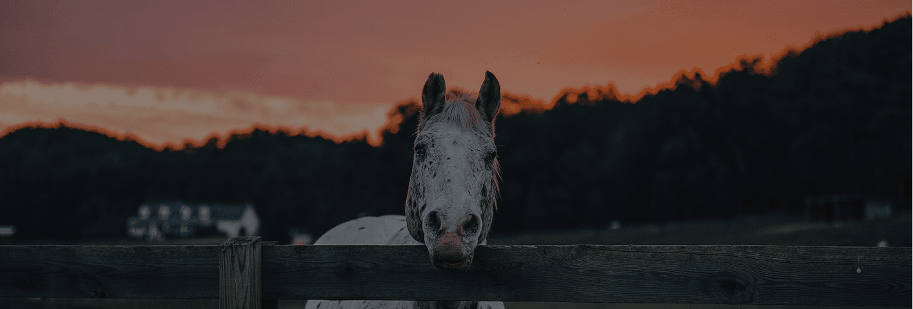 Horses grazing at Red Clay Ranch