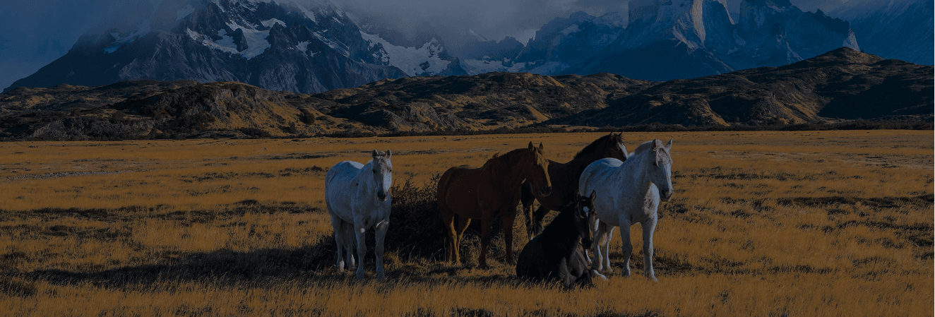 Horses grazing at Red Clay Ranch