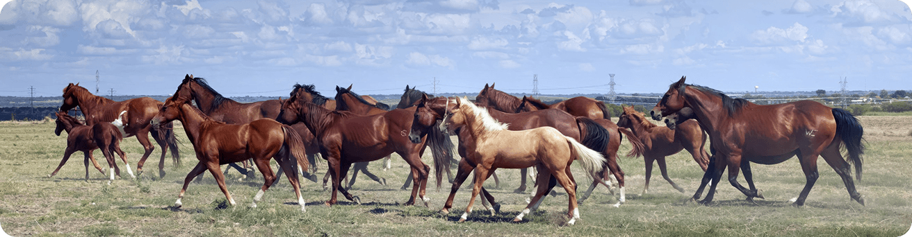 A herd of horses running across a pasture at Red Clay Ranch