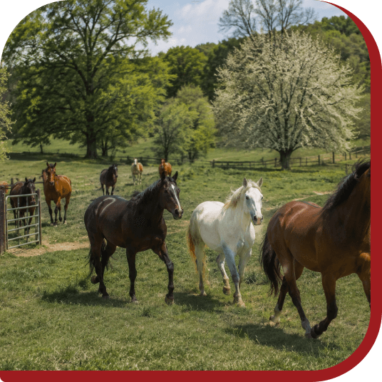 The Spring Pasture Opening