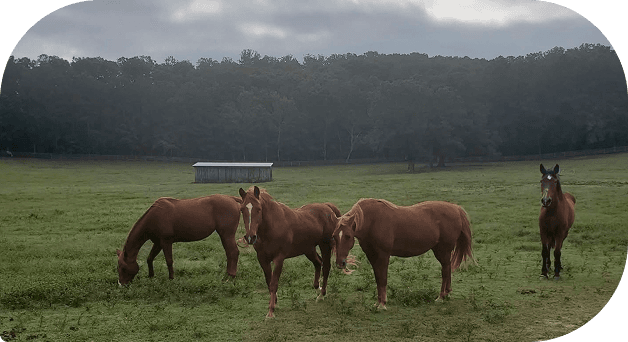Two rescued horses at Red Clay Ranch