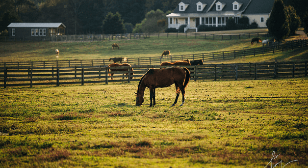 A herd of horses on a hillside at Red Clay Ranch