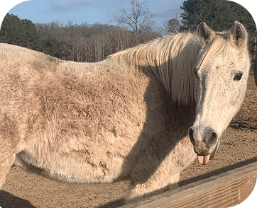 Life at Red Clay Ranch — photo 1