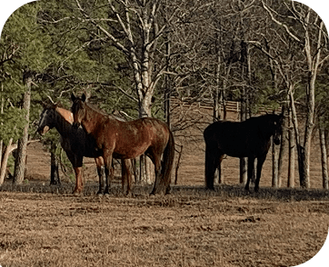 Life at Red Clay Ranch — photo 11
