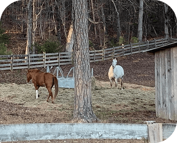 Life at Red Clay Ranch — photo 12
