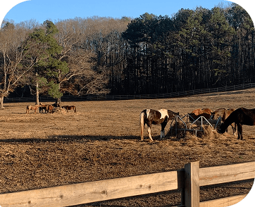 Life at Red Clay Ranch — photo 13