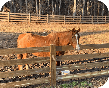 Life at Red Clay Ranch — photo 14