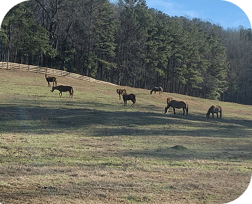 Life at Red Clay Ranch — photo 15
