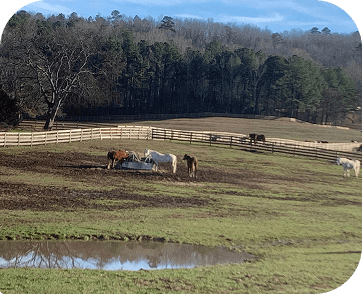 Life at Red Clay Ranch — photo 16