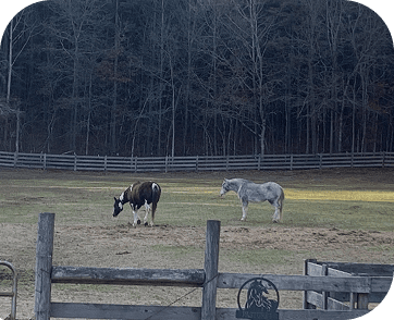 Life at Red Clay Ranch — photo 17