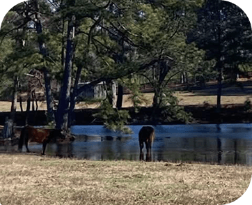 Life at Red Clay Ranch — photo 18