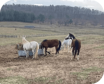 Life at Red Clay Ranch — photo 19