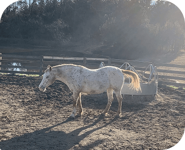 Life at Red Clay Ranch — photo 20