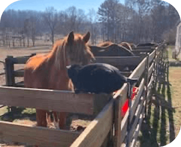 Life at Red Clay Ranch — photo 22