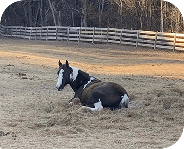 Life at Red Clay Ranch — photo 23