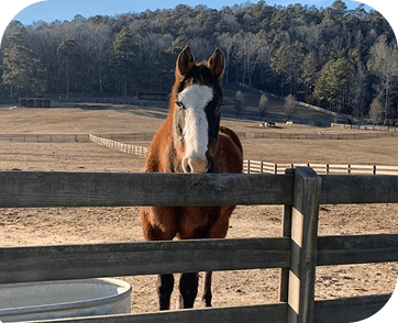 Life at Red Clay Ranch — photo 24