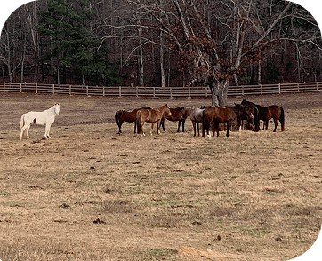 Life at Red Clay Ranch — photo 26