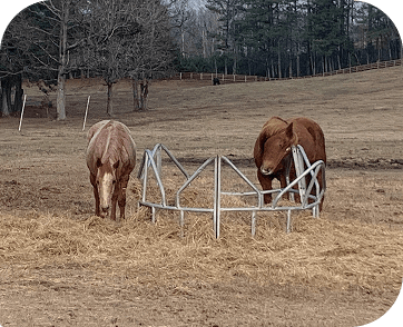 Life at Red Clay Ranch — photo 27