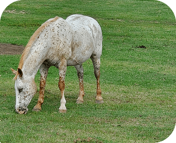 Life at Red Clay Ranch — photo 28