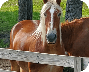 Life at Red Clay Ranch — photo 29