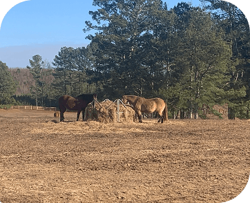 Life at Red Clay Ranch — photo 3