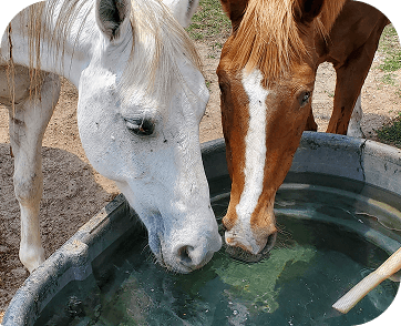 Life at Red Clay Ranch — photo 31