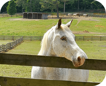 Life at Red Clay Ranch — photo 32