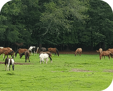 Life at Red Clay Ranch — photo 33