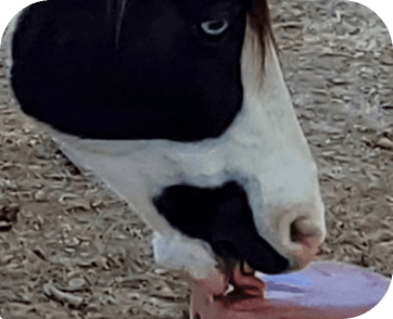 Life at Red Clay Ranch — photo 35