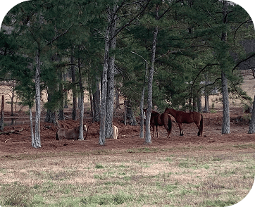 Life at Red Clay Ranch — photo 5