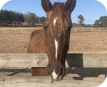 Life at Red Clay Ranch — photo 7