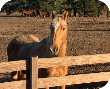 Life at Red Clay Ranch — photo 8