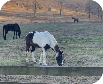 Life at Red Clay Ranch — photo 9