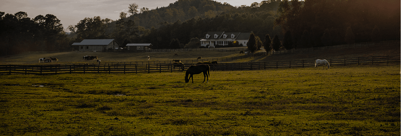 Horses grazing at Red Clay Ranch