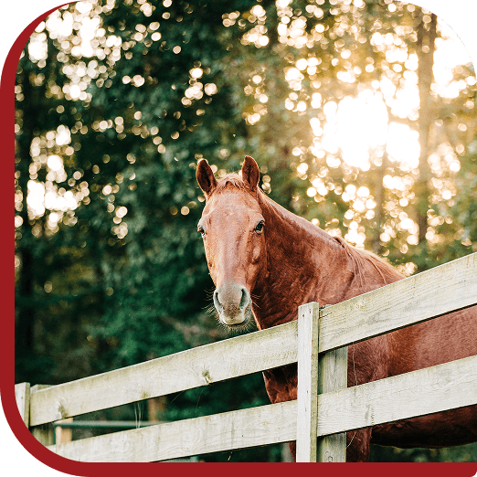 A horse standing in a field at Red Clay Ranch