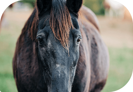 Horses grazing in a misty pasture at Red Clay Ranch