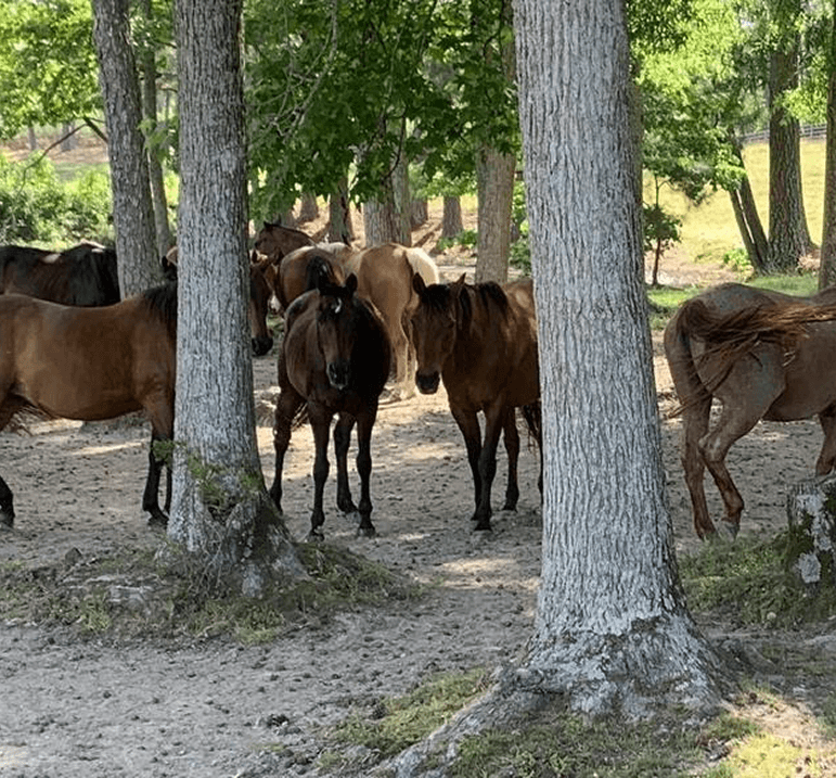 Sunday Report: May 31, 2026