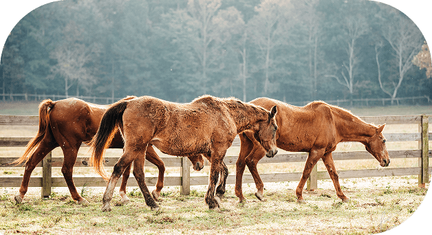 A herd of horses standing together in a pasture at Red Clay Ranch