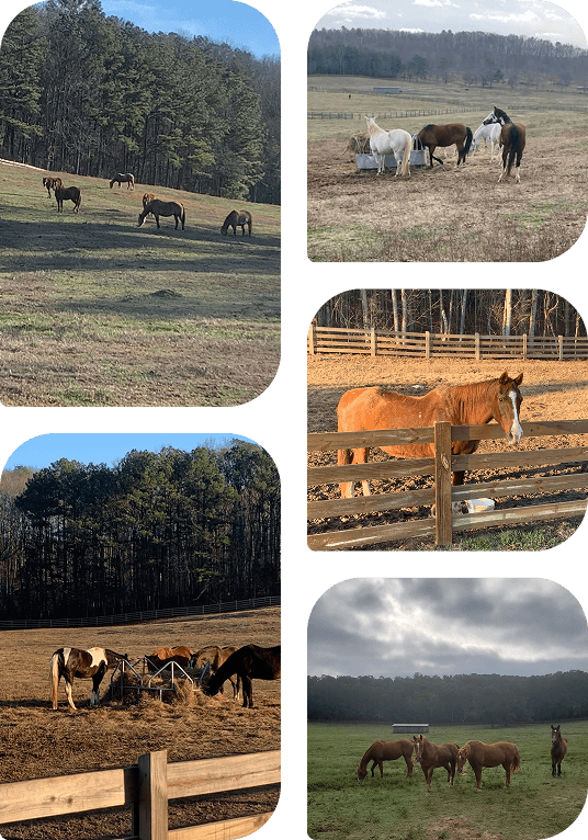 A collage of pastures, paddocks, and horses at Red Clay Ranch