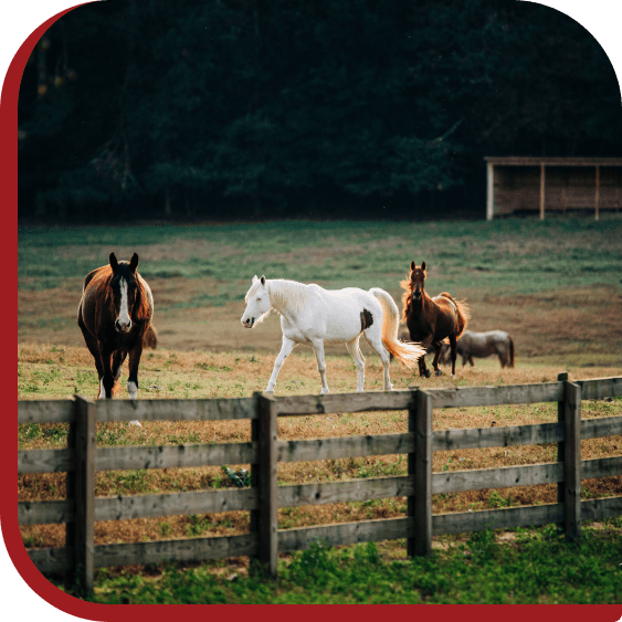 A herd of rescued horses at Red Clay Ranch