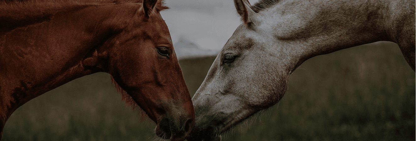 Two horses grazing at Red Clay Ranch
