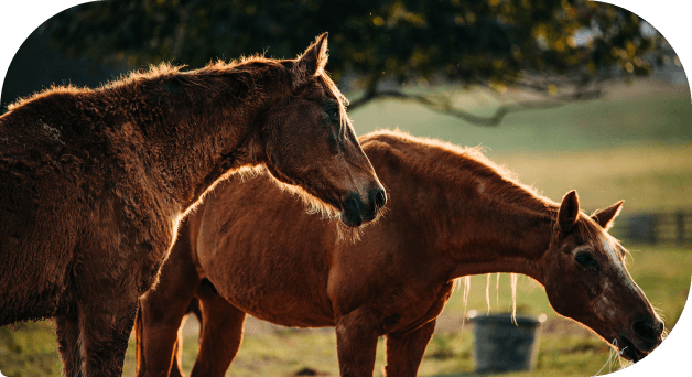 Two horses at Red Clay Ranch