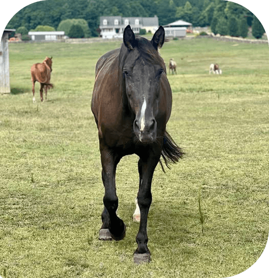 Aimee, a Tennessee Walking Horse, standing in a pasture at Red Clay Ranch