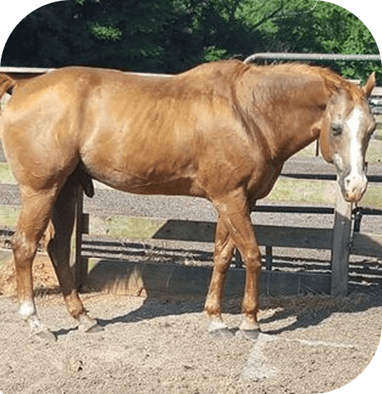Big Red standing in a paddock at Red Clay Ranch