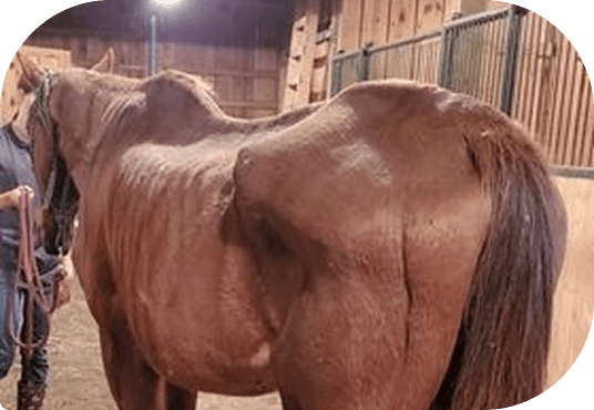 Cleve standing in a barn stall at Red Clay Ranch