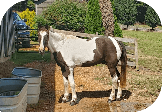 Finn standing healthy and recovered in a paddock at Red Clay Ranch