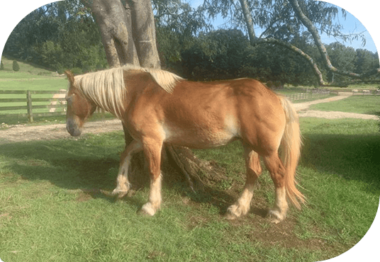 Honey grazing in a pasture at Red Clay Ranch
