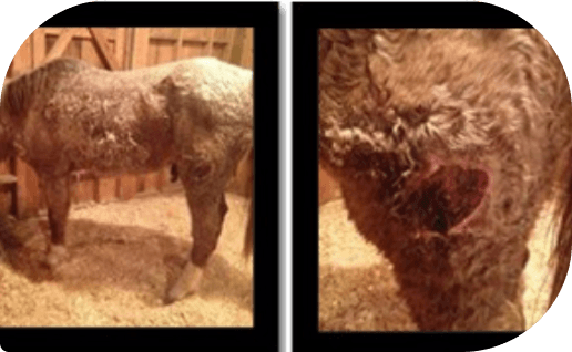 Rooster recovering at Red Clay Ranch
