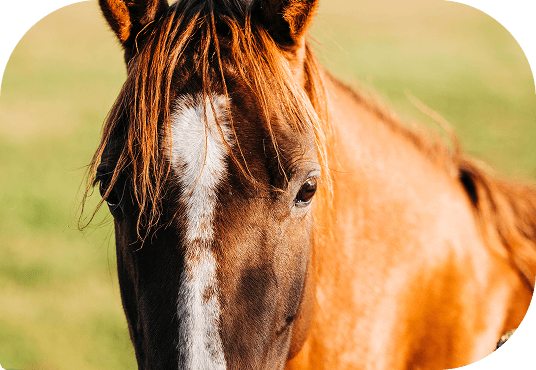 A horse grazing along the pasture fence at Red Clay Ranch